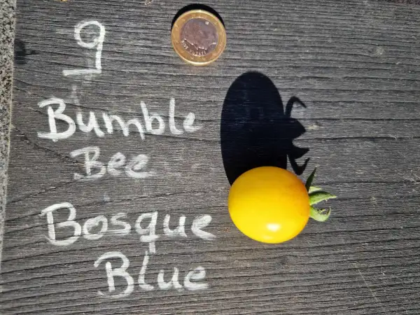 Tomaten: 9 Bumble Bee Bosque Blue