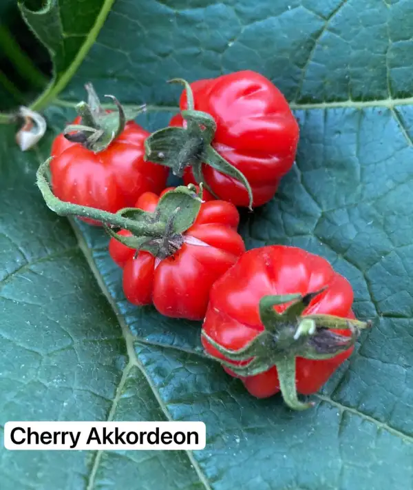 Tomaten: 9. Cherry Akkordeon