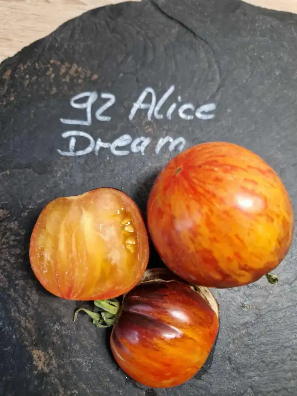 Tomaten: 92 Alice Dream