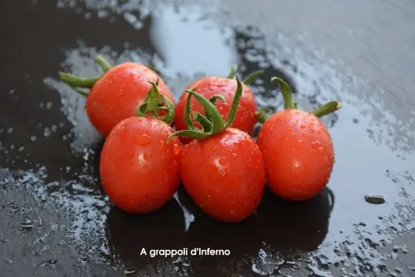 Tomaten: A grappoli D