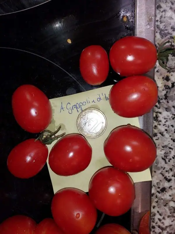 Tomaten: A Grappolino d