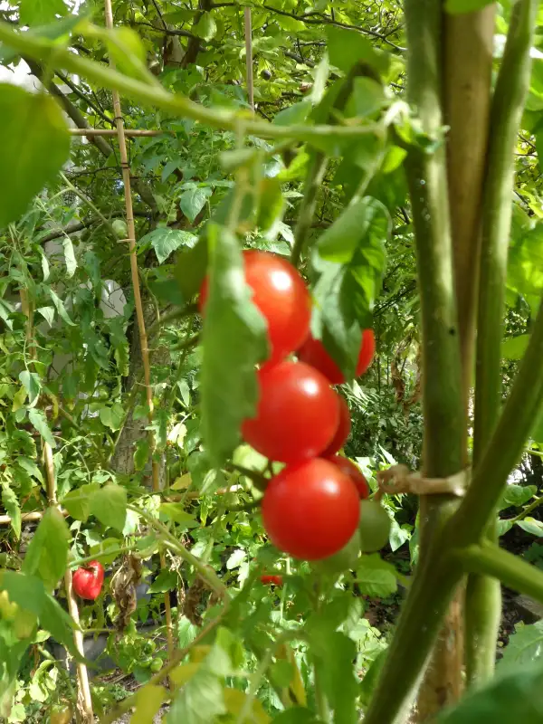 Tomaten: A.M.C. ( Kat# 2220 )