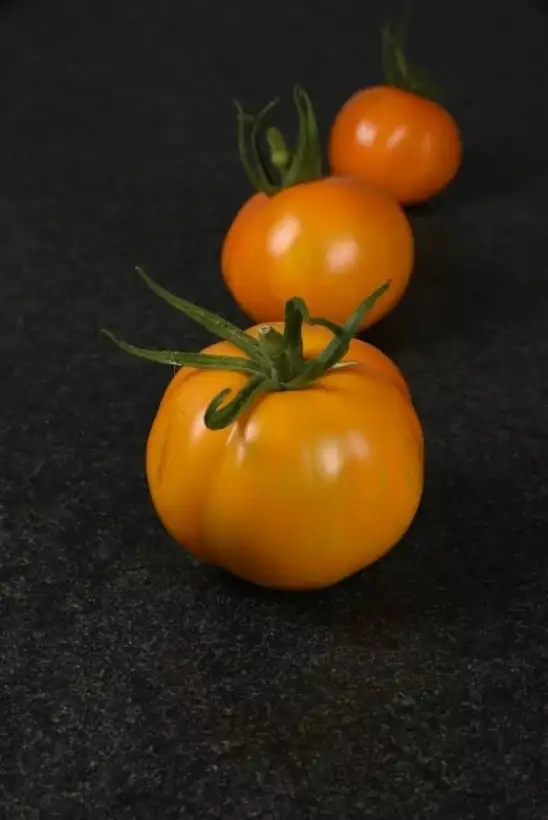 Tomaten: AAA Sweat Solano gelbgrün gestr. FT mittelhoch Citrusaroma süß aromatisch (Mutante)