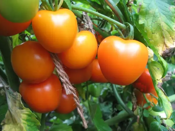 Tomaten: AAA sweet Solano