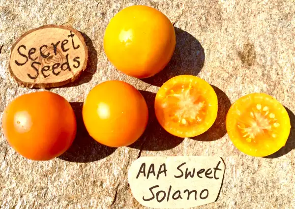 Tomaten: AAA Sweet Solena