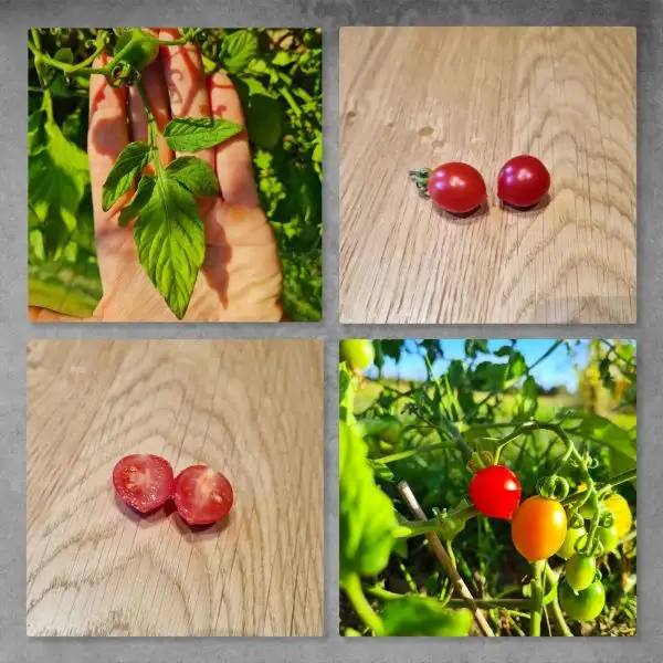 Tomaten: ABC potato leaf