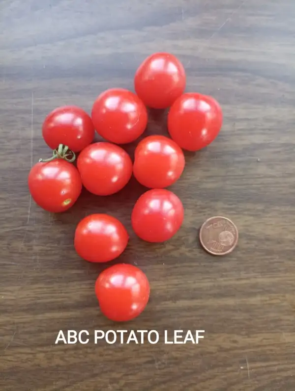 Tomaten: ABC potato leaf