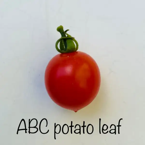 Tomaten: ABC potatoe leaf