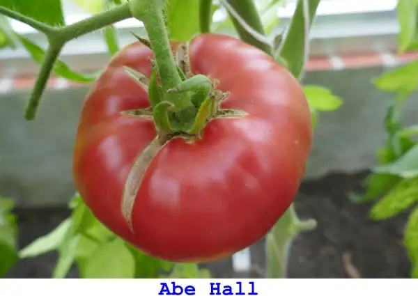 Tomaten: Abe Hall