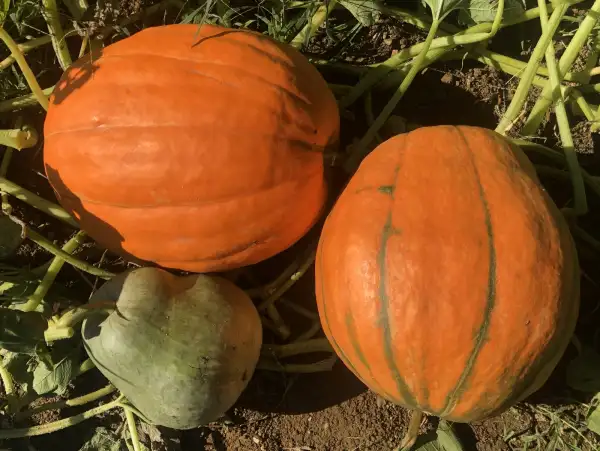Kürbisse: Abobora Bodun