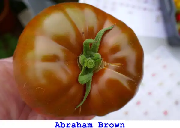 Tomaten: Abraham Brown