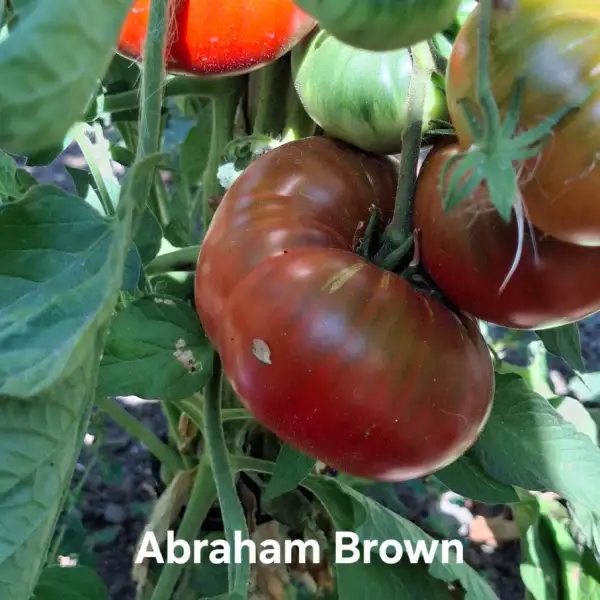 Tomaten: Abraham Brown