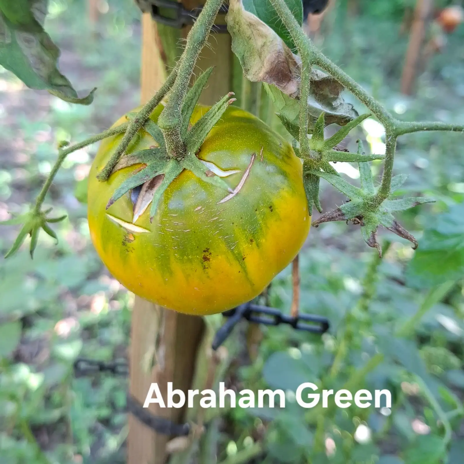 Tomaten: Abraham green