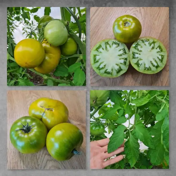 Tomaten: Abraham green