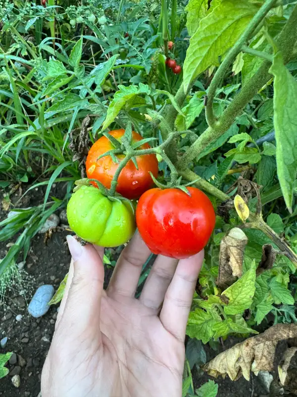 Tomaten: Abraham Lincoln