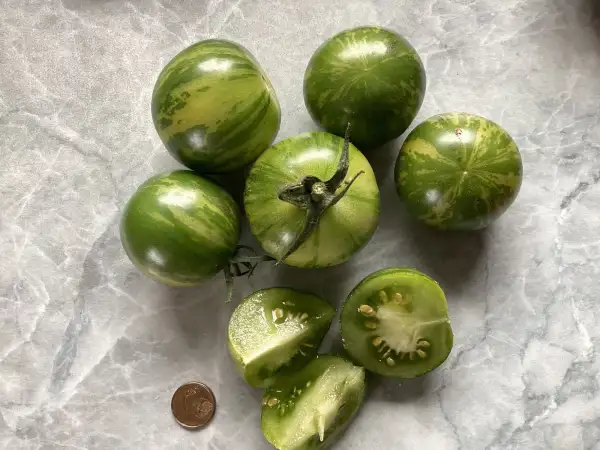 Tomaten: Abrakazebra