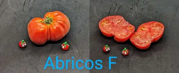 Tomaten: Abricos