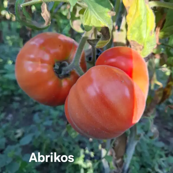 Tomaten: Abrikos