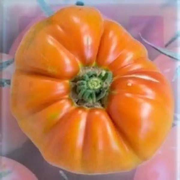 Tomaten: Abrikos