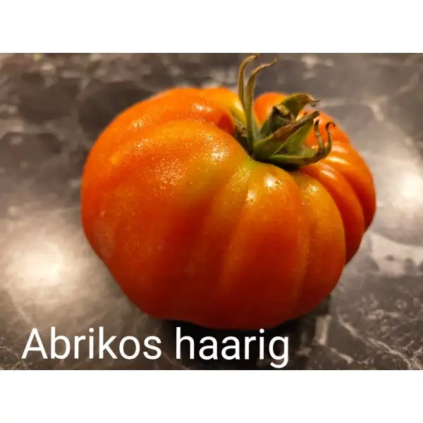 Tomaten: Abrikos haarig