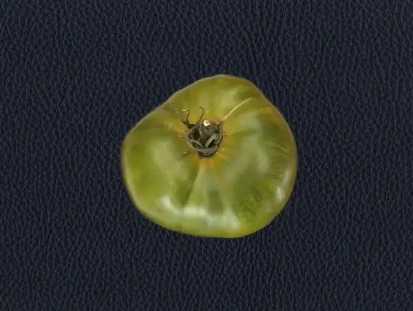 Tomaten: Absinthe