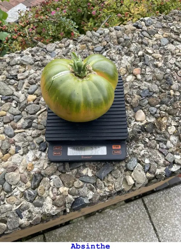 Tomaten: Absinthe
