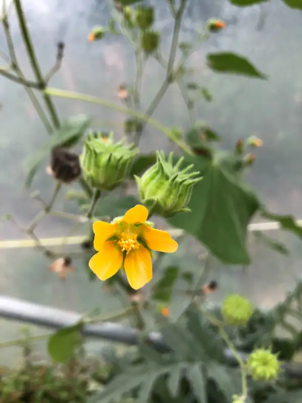andere Gemüse: Abutilon theophrasti