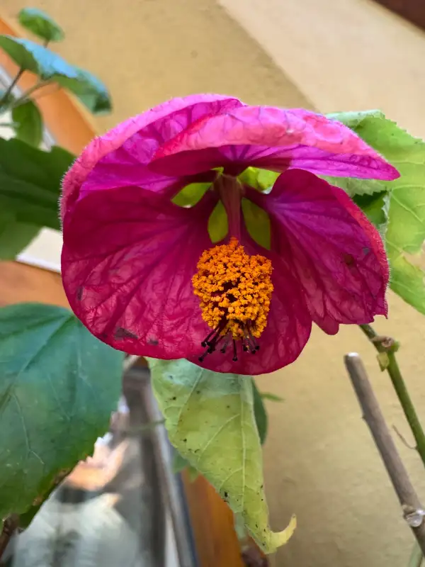 Blumen: Abutilon verschiedene Farben