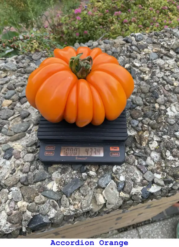 Tomaten: Accordion Orange