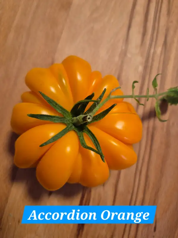 Tomaten: Accordion Orange