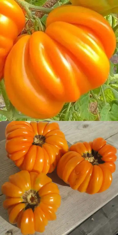 Tomaten: Accordion Orange