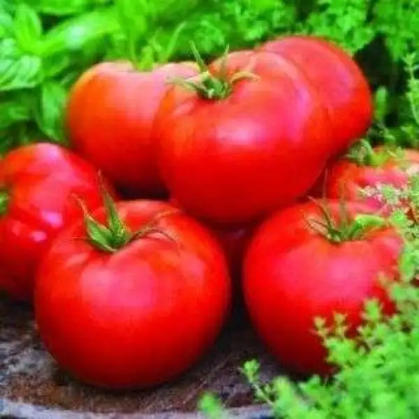 Tomaten: ACE 55