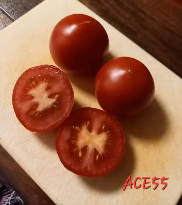 Tomaten: ACE55