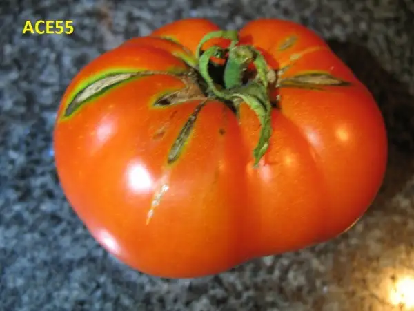 Tomaten: ACE55