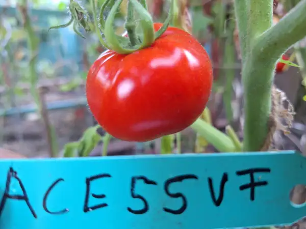 Tomaten: ACE55VF