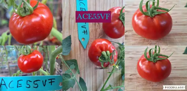 Tomaten: ACE55VF