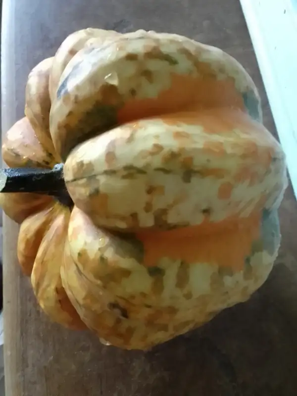 Kürbisse: Acorn Kürbis