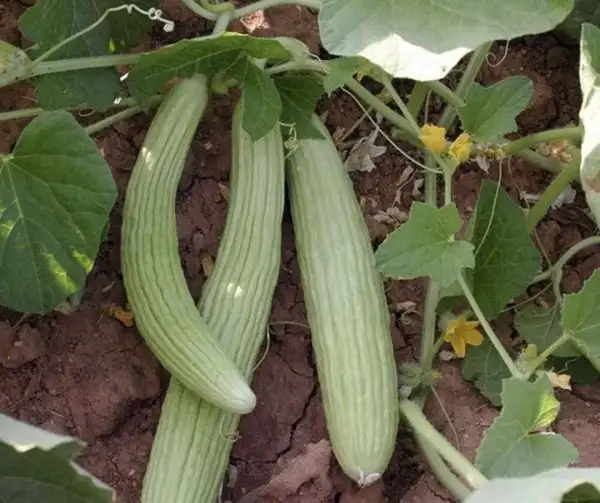 andere Gemüse: Acur Gurke