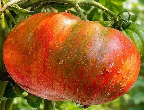 Tomaten: Adelaide Festival