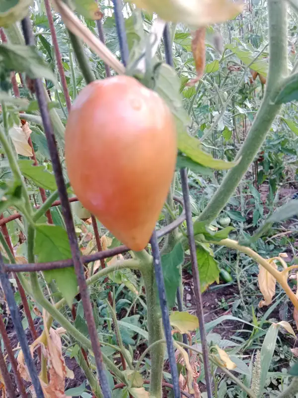Tomaten: Adlerherz
