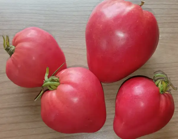 Tomaten: Adlerschnabel