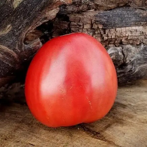 Tomaten: ADONIS