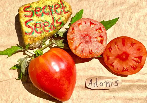 Tomaten: ADONIS