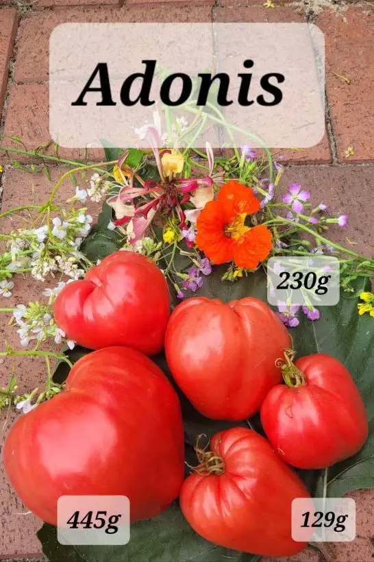 Tomaten: ADONIS