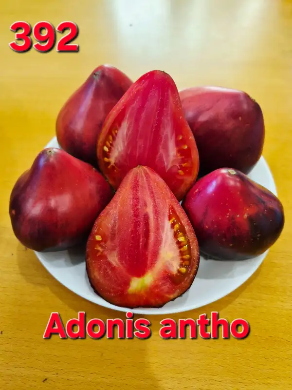 Tomaten: Adonis antho