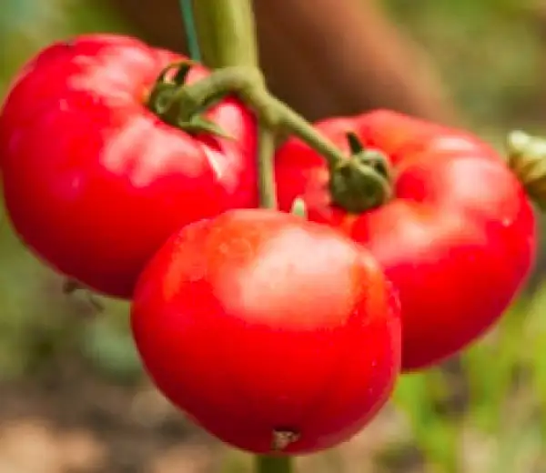 Tomaten: Adonis, rosa Tomate