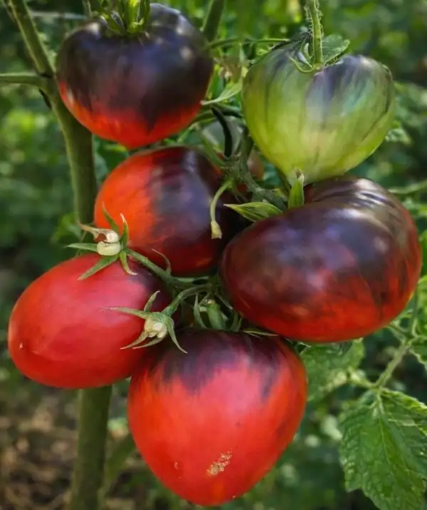Tomaten: Adonis with Antho
