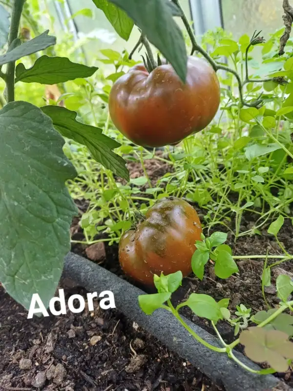 Tomaten: Adora