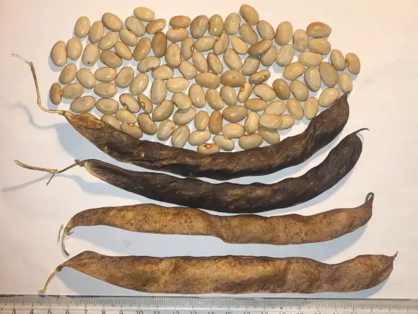 Bohnen: Afartapobres de Sant Cugat del Vallès