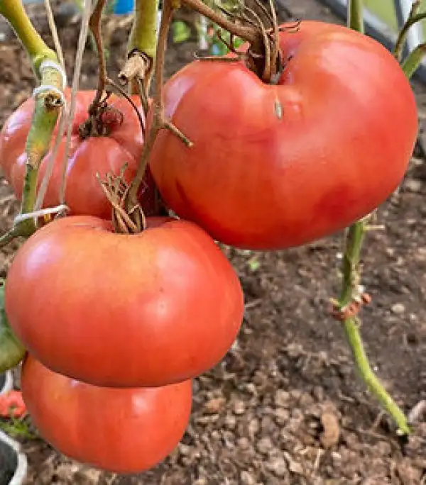 Tomaten: Affenarsch - aka Monkey Ass